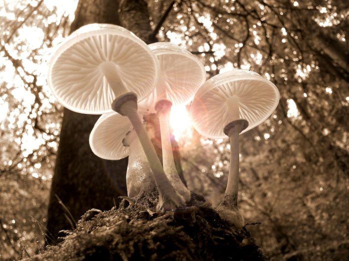 Photo by Pixabay Beautiful sepia-toned backlit mushrooms in a serene forest setting, capturing nature's elegance.